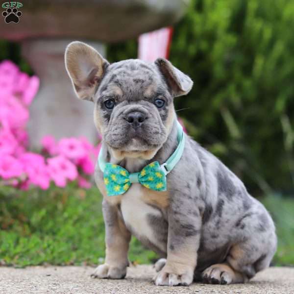 Iron Man, Frenchton Puppy